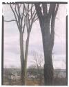 [Two bare trees]