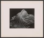Cabbage Leaf