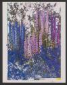 Delphiniums