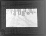 Snow Shadows