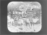 Group of Deer Bust, Govt Building