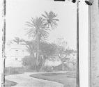 Date Palms-St Georges Bermuda
