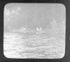 Egrets at Pocono Lake, PA, ca. 1909