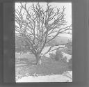 Moore Tree, Wicklow