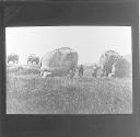 Peking. Stone Elephants