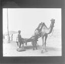 Camel Carriers Cart
