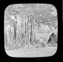Banyon Tree