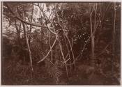 [Trees and brush]