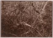 [Trees and brush]