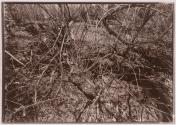 [Trees and brush]