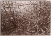 [Trees and brush]