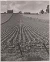 Vegetable Field