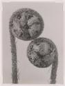 Fern Fronds