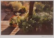 [Beaumont Newhall's backyard]