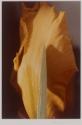 [Orange bearded iris]