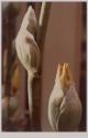 Yellow Iris Buds