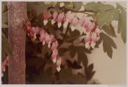 [Bleeding heart flowers]
