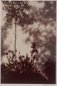 [Tree shadow and bearded irises]