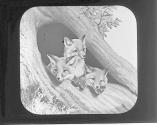 The Foxes Appear.
