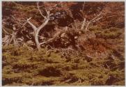 Point Lobos, Cypress