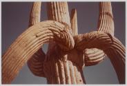 Saguaro, Branches, Arizona