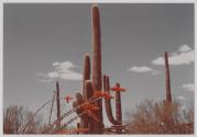 Saguro and Ocotillos, Arizona