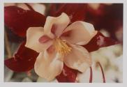 [Columbine flower]