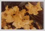 Yellow Iris Bunch