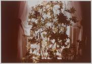 Plants and Windows, Rochester, New York