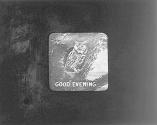 Good Evening (Owl in Tree.