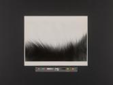 Dog fur, Canis domesticus