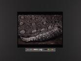 Nile Monitor Lizard, Varanus niloticus