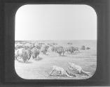 White Wolves Attacking a Buffalo Bull.