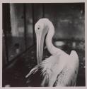 [Pelican]