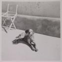 [Dog]