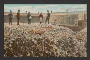 Habana: Campo de Huesos, Bone Yard