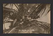 Palma de Cocos