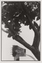 Tree and Sculpture, Worth Avenue, West Palm Beach, Florida