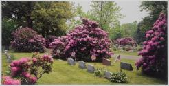 Rhododendron Collection, Meadville, Pennsylvania