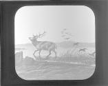 Sanctuary. Landseer.