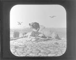 Saved. Landseer.