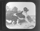 To the Resue. Landseer.