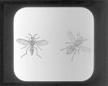 Wasp and Hornet.