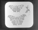 Vanessa Comma and Interrogationis.