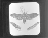 Sphinx quinquemaculatus, with larva, ete.