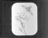 Clear-Winged Sesia.