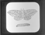Dryocampa Imperialis.