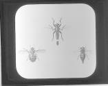 Asilus aestuans, Tachina vivida, Gasterophilus Equini.