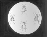 Cincindella Beetles.