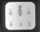 Elater, Attlebus, Rhynocehoenus Catharis, Meloe and Carabus Beetles."